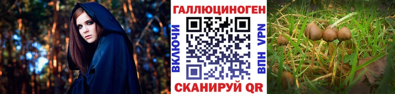 Купить  Выкса  Галлюциногенные грибы Cubensis 